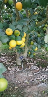 Agrumes du Tursan (40) : culture d'agrumes sous serre - Citrus volkameriana